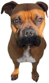 Miko, le boxer mascotte de MikoLoco
